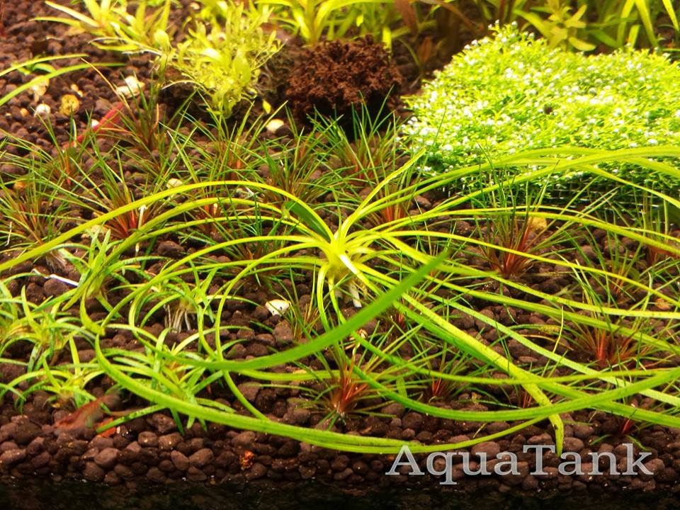 【LA1223-01z】Cryptocoryne sp. Min-2 Cryptocoryne Aquarium Plant SubstrateSource Cryptocoryne